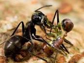 Image result for evolved mutation of ants in bodies who enslaved to build temple