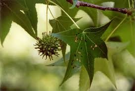 Image result for Altingiaceae