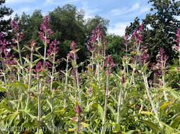 The foliage has a strong, pleasing herbal scent and the plant blooms all summer. Four Seasons Of Salvias Harmony In The Garden