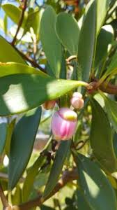 Image result for Clusia orthoneura