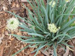 Ciboule Floraison Plantes Aromatiques Et Medicinales Plantes Aromatiques Melisse Citronnelle