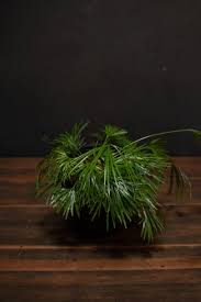 Image result for Actiniopteris