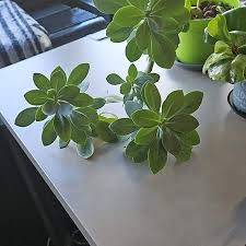 Image result for Kleinia