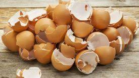 9 Raisons De Ne Pas Jeter Vos Coquilles D Oeuf Egg Shells Soil Improvement Compost