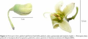 Image result for Pericopsis