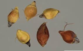 Image result for Rhynchospora brownii