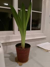 Check spelling or type a new query. Please Help Me Name My Plant Namenerds