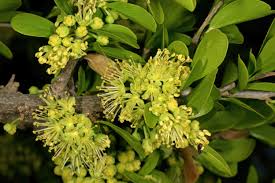 Image result for Dovyalis afra