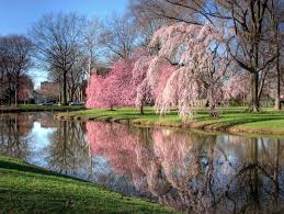 Check spelling or type a new query. 11 Best Spots To See Cherry Blossoms In New Jersey New Jersey Digest Magazine