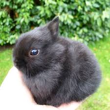 Black And White Bunny Names I Had A Black Bunny Just Like This When I Was Little Her Name Was Kc Zwergkaninchen Zwerghasen Susse Tiere
