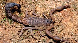 If you need more help with this game, then check out the following pages which are our most popular hints and cheats for this game: New Species Of Scorpion Discovered In Maharashtra
