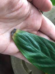 We did not find results for: Are Your Plant Leaves Turning Brown And Crispy