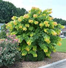But with proper pruning and smart fungicide use, most issues are easy to prevent. The Rising Sun Eastern Redbud Tree Rising Sun Redbud Redbud Tree Eastern Redbud Tree