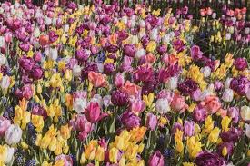Filter by custom post type. Are There More Tulips Than Usual This Year The New York Times