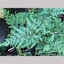 Image result for Selaginella soyauxii