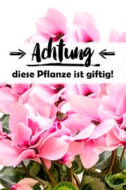 Diese Pflanzen Im Garten Sind Fur Kinder Giftig Einheimische Giftpflanzen Und Exoten Mit Bildern Giftige Pflanzen Pflanzen Giftpflanzen