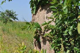 Image result for Combretum adenogonium