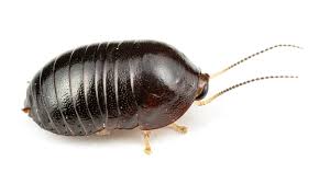 Image result for Phyllorachis