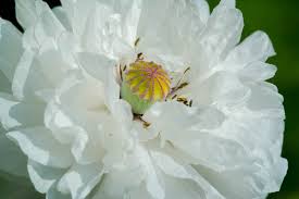 Image result for Papaver somniferum White Cloud