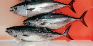 Ikan asin membantu mencegah penyakit jantung dan berbagai permasalahan . 7 Jenis Ikan Laut Yang Bisa Dikonsumsi Sehat Dan Mudah Diolah Merdeka Com