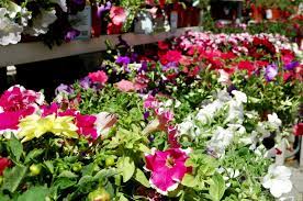 Therefore, in areas with shortened growing seasons, it is necessary to start the plants inside. Annuals For The Garden Learn About Annual Garden Plants