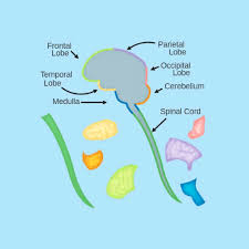 Browse nervous system templates and examples you can make with smartdraw. Central Nervous System Ck 12 Foundation