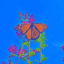 Mariposa De Barrio Putos In 2021 Wall Collage Indie Art Indie Photography