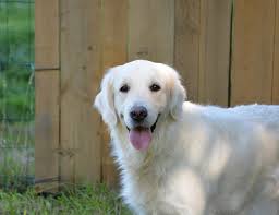 Female golden retrievers tend to be at the shorter and lighter end of the scale. Block Head Golden Retriever Dog Breed Info Pictures Doggie Designer