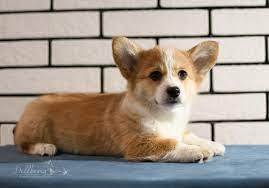 Pembroke welsh corgis can be excellent companions for the right household. Dellbenq Fci Welsh Corgi Pembroke Startseite Facebook