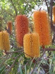 Pin By Julie Bozarth On Photography Australian Plants Australian Native Plants Australian Wildflowers