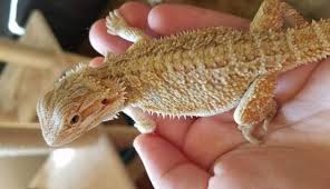 Pet bearded dragons 7 reasons bearded dragons are not good pets are bearded dragons good with other pets? The Cost Of Keeping A Bearded Dragon Pet Care Advisors