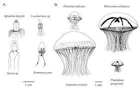 Image result for Hydrothauma