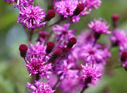 Image result for Vernonia glabra