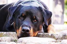 Good dog training has perfect timing. Should I Get A Rottweiler Dog In India