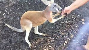 Exotic pet store in houston | call now to find an exotic pet store in houston i need to tell you this story.sometimes it's a little bit difficult to be the. S S Exotic Animals Inc Home Facebook