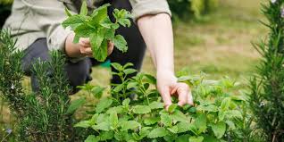 Image result for Melissa officinalis