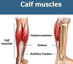 Ironically, walking and jogging iswonderful exercises for the calf muscles at home. Calf Muscle Origin Insertion Innervation Exercise
