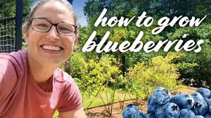 Blueberry Plant Care: Prune, Fertilize, Soil, Harvest, Water, & Pests