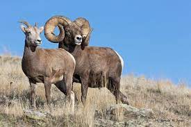 Bighorn Sheep Wild Sheep Animals Wild Animals With Horns Big Horn Sheep