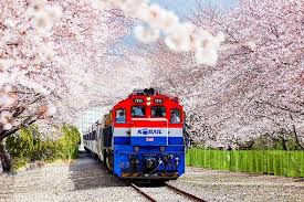 Thirty years of virginity can make you a wizard?! 2020 Jinhae Cherry Blossom Festival One Day Tour From Seoul Busan Indiway