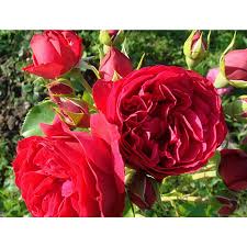 Rosier Red Eden Rose Rosier Eric Tabarly Meidrason Rosier Pierre De Ronsard Rouge Bojardin