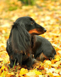 Black And Brown Mini Dachshund Black And Tan Long Haired Doxie Dachshund Dachshund Breed Dachshund Dachshund Dog