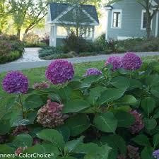 Proven winners® colorchoice® let's dance cancan™ hydrangea (hydrangea serrata) tag. Let S Dance Rave Reblooming Hydrangea Hydrangea Macrophylla Proven Winners