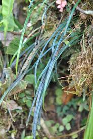 Image result for Elaphoglossum kivuense