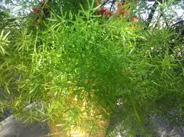 The flowers are ideal for planting along the perimeters of vegetable gardens, as they're irresistible to bees. Asparagus Fern Is My 8 In The Top Ten Heat Resistant Plants Tjs Garden