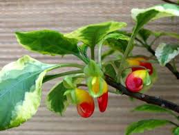 Image result for Impatiens niamniamensis
