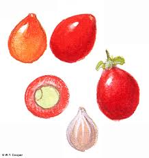 Image result for Allophylus