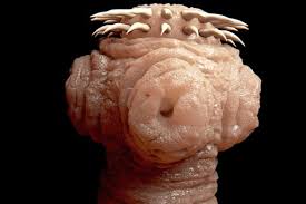 L'infestation de vers intestinaux est une affection courante chez les chats. Informations Sur Les Maladies Symptomes Diagnostic Traitements Prevention Vidal