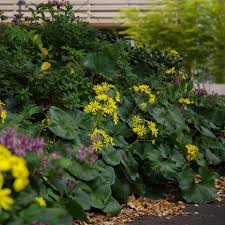 Image result for Farfugium japonicum