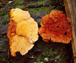 Image result for Pycnoporellus alboluteus